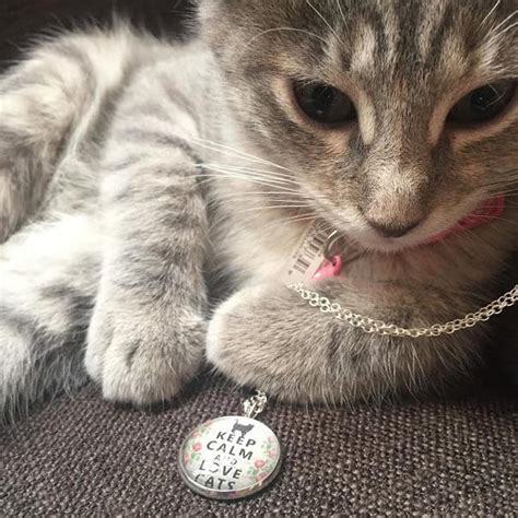 Keep Calm And Love Cats Necklace In Silly Cats Cat