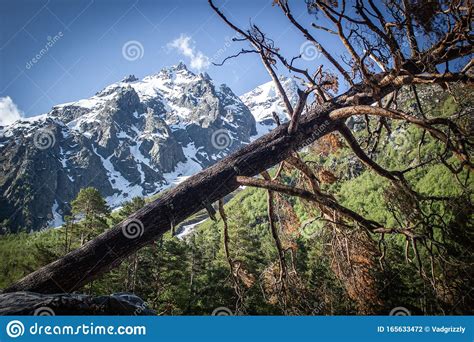 Dry Pine On The Background Of Morning Mountains Stock Photo Image Of