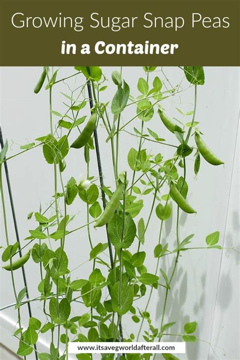 Growing Sugar Snap Peas In Containers Its A Veg World After All