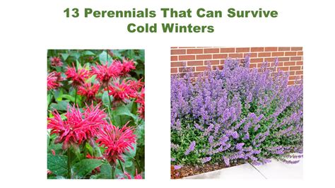 13 Perennials That Can Survive Cold Winters