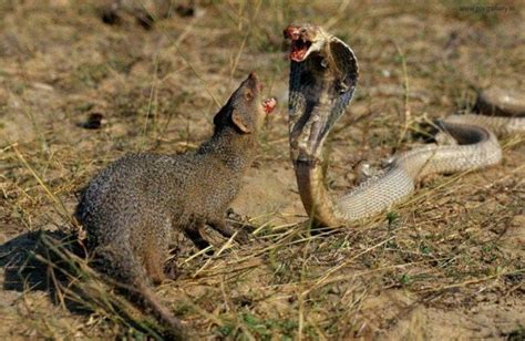 Cobra Vs Mongoose Never Underestimate The Mongoose Natureismetal