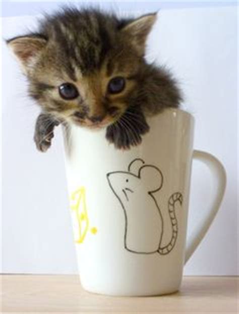 Kitten Café