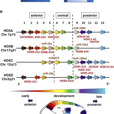 Hox Gene Structure And Genome Organization Schematic Representation