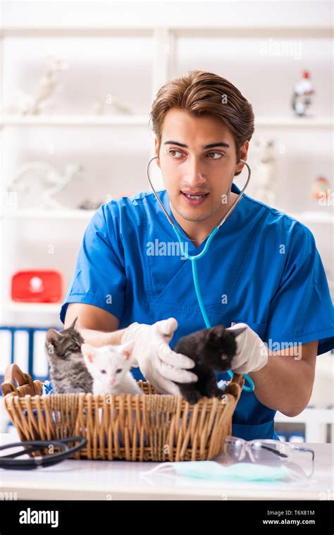 Vet Doctor Examining Kittens In Animal Hospital Stock Photo Alamy