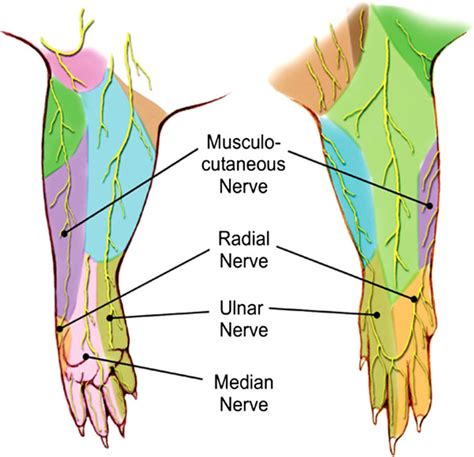 Cutaneous Innervation Of The Four Terminal Branches Of The Brachial