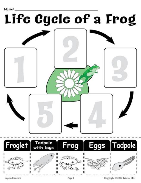 Life Cycle Of A Frog Printable Worksheet Life Cycles Frog Life