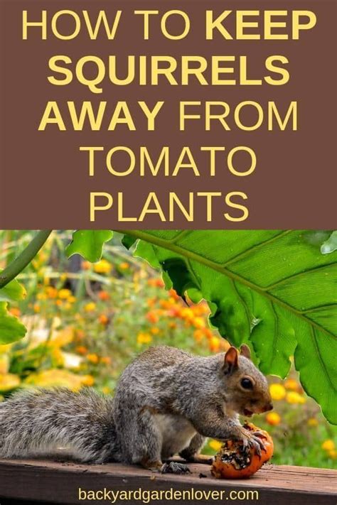 How To Keep Squirrels Away From Tomato Plants Garden Pests Tomato