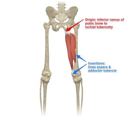 Adductor Longus Origin And Insertion Cloudshareinfo