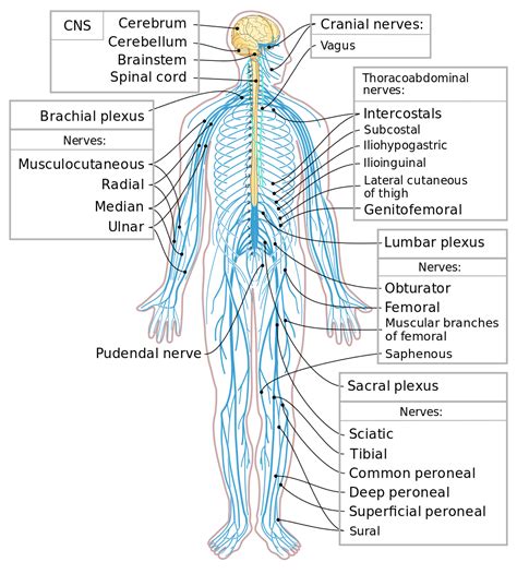 The nervous system includes the central and peripheral nervous systems. Control Systems | Biology for Majors II