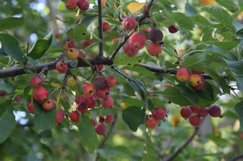 Our ‘donald Wyman Crabapple Gardeninacity