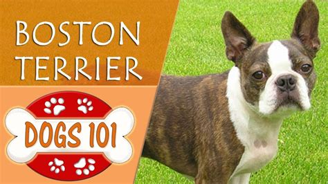 Dogs 101 Boston Terrier Top Dog Facts About The Boston Terrier