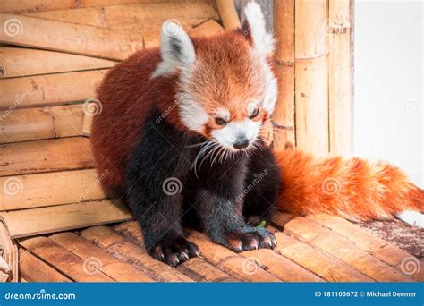 Red Panda Sitting In The Sun At The Zoo Stock Photo Image Of Wildlife