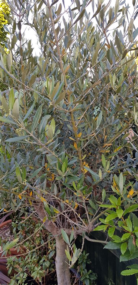 Olive Tree Dying — Bbc Gardeners World Magazine