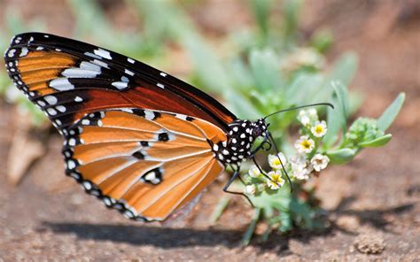 10 Cool Things About The Monarch African Butterfly Animaltalk