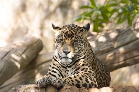 Magnificent Jaguar Resting Lying On A Tree Trunk Stock Photo Image Of
