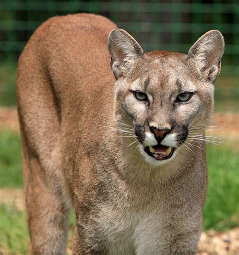 Mountain Lions And How To Avoid Their Rare Attacks On Humans Owlcation
