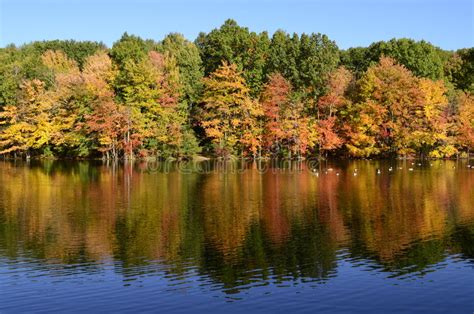 Autumn Trees Near Pond With Mallard Ducks Canada Geese On Water