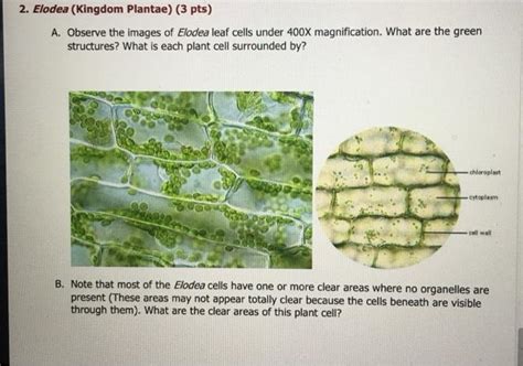 Solved Elodea Kingdom Plantae 3 Pts A Observe The Images Of