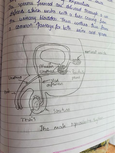 Male Reproductive System Diagram Without Labels