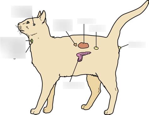 Glands Diagram Cat Diagram Quizlet