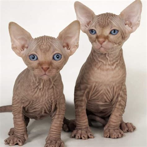 39 Sphynx Cat With Hair Furry Kittens