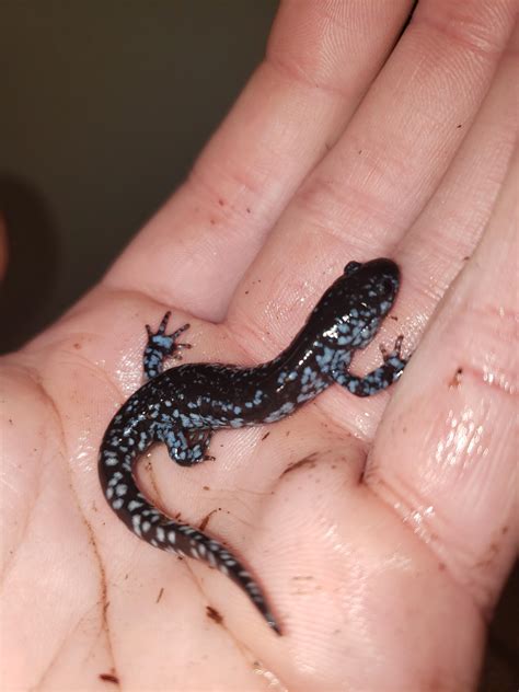 Blue Spotted Salamander Breeding Project R Amphibians