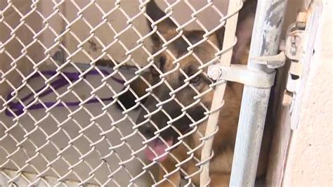 Front Street Animal Shelter Will Soon Be Open 7 Days A Week