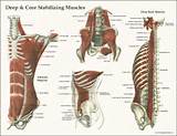 Core Muscles Back Images