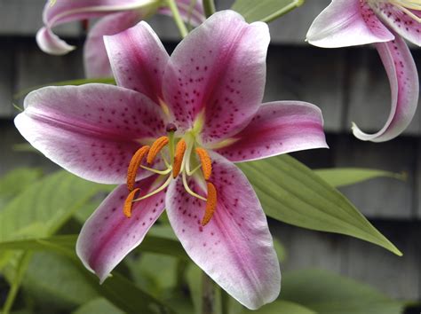 If the plant touches your they are poisonous to cats with their tubers being the most toxic parts of the plants. Oriental Lily | Pet Poison Helpline