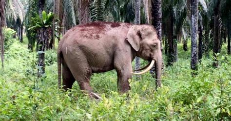 Elephants Losing Its Tusks To Live New Straits Times