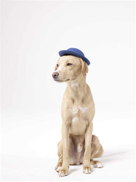 Dog Wearing Hat Stock Photo