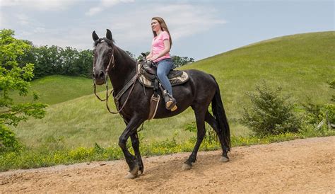 Premiere Horseback Riding In Pigeon Forge Five Oaks Riding Stables