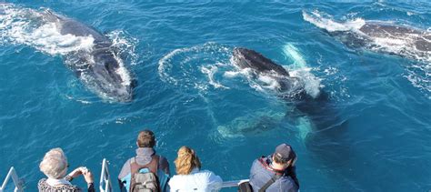 Hervey Bay Half Day Whale Watch Cruise Book Now Experience Oz