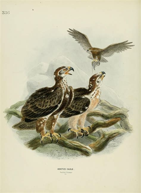 C 1v5 A History Of The Birds Of Europe Biodiversity Heritage