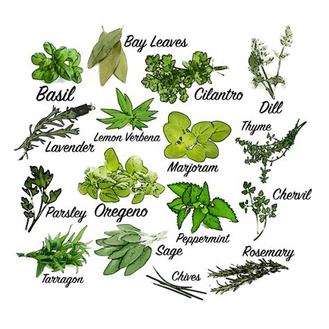 Herb Clip Art Herbs Clip Art Herb Labels Garden Herb Etsy
