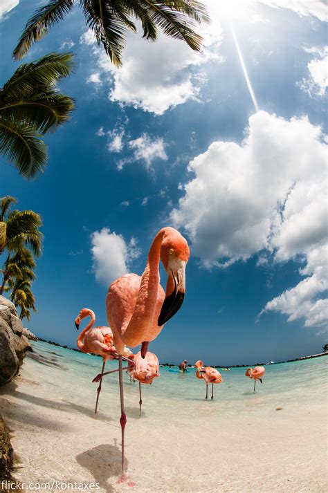 Renaissance Island Pink Flamingos Aruba Flamingo Beach Animals