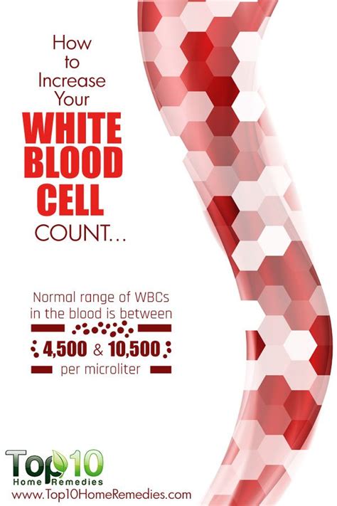 How To Increase Your White Blood Cell Count White Blood Cell Count