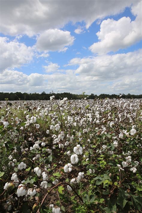 Sweet Southern Days: The Cotton Fields of South Georgia