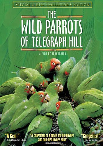 The Wild Parrots Of Telegraph Hill 2005 With Images Documentaries
