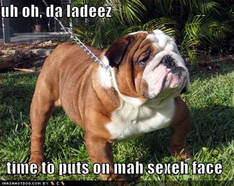 Funny Bulldog Memes Funny Bulldogs 3 Animals