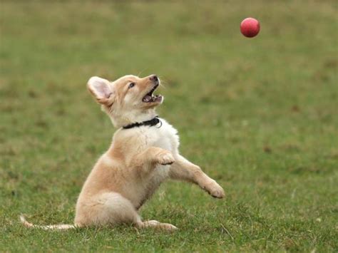 20 Dogs That Have Totally Nailed Catching Stuff