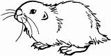 Prairie Dog Coloring Animals Grasslands Young Drawings sketch template