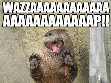 Wazzap Otter Memes Quickmeme