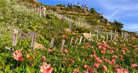 Flower Cabbage Farm In Baguio Best Flower Site