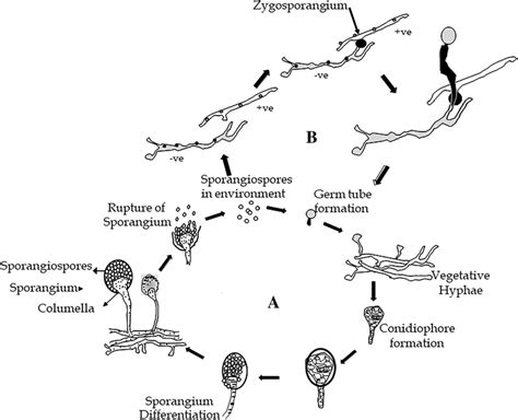 Life Cycle Of Zygomycetes Fungi Zygomycetes Life Cycle Have Both