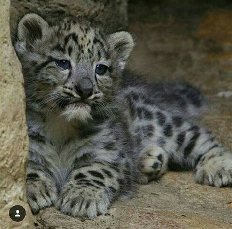 Pin By Rosi Schneeleopard On Leopard Und Co Baby Snow Leopard Snow