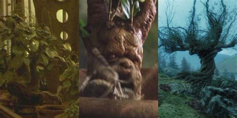 Harry Potter The 15 Most Useful Plants In The Wizarding World