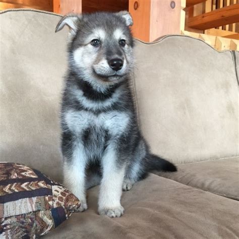 Check spelling or type a new query. Timberwolf Hybrid Puppies For Sale Ohio | Top Dog Information