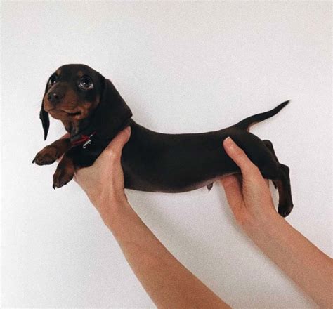 10 Adorable Sausage Dog Pics To Put A Smile On Your Face