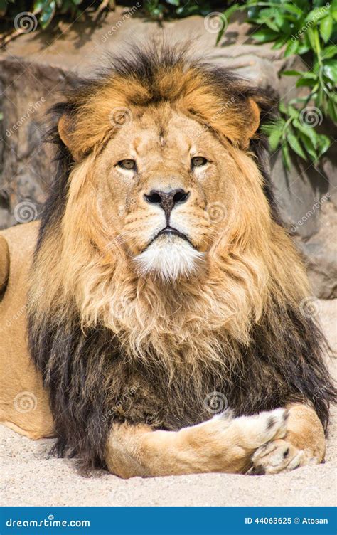 Majestic Lion Stock Image Image Of Feline Animal Front 44063625